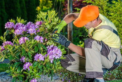 A gardener wearing an orange cap, yellow high-visibility vest, and gardening gloves is carefully pruning a large purple-flowered shrub in a well-maintained garden. The shrub is lush, with vibrant green leaves and clusters of purple blossoms. The surrounding area features a neatly trimmed lawn with dense, green foliage and various other plants, indicating ongoing garden maintenance. The garden appears to be part of a residential outdoor space, with natural light illuminating the scene, suggesting a clear, sunny day. This setting reflects professional gardening services, including shrub pruning and landscape care, suitable for gardens in the Tooting area near London. Landscapers Tooting is providing expert attention to garden shrub maintenance in this landscaped outdoor environment.