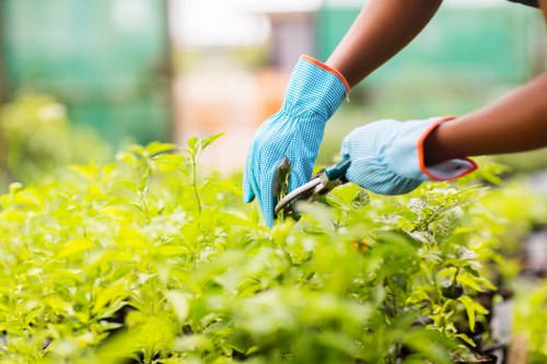 A close-up view of a gardener's hands wearing light blue gardening gloves, using garden scissors to prune or trim lush, vibrant green plants in a well-maintained outdoor garden area. The background features blurred greenery and natural light, indicating a bright, sunny day. The plants are healthy with dense foliage, and the pruning action suggests ongoing garden maintenance typical of professional gardening services offered by Landscapers Tooting. The scene captures the careful attention to detail in caring for garden plants, emphasizing the importance of regular trimming and landscape upkeep in a residential or community garden setting within Tooting. The textured foliage and natural tones of the garden are complemented by the gardener's careful work, aligning with the company's gardening and lawn care services focused on creating tidy, attractive outdoor spaces in the local area.