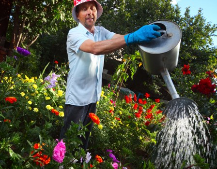 A man wearing a light blue shirt, a red hat, and blue gardening gloves is watering a lush garden bed with a silver watering can. The garden features a variety of vibrant flowering plants including red, yellow, pink, and purple blooms, with some green foliage and leafy shrubs interspersed. The scene is set outdoors in a well-maintained backyard, with a backdrop of tall trees and natural sunlight illuminating the plants. The soil is dark and moist, and the grass lawn in the foreground is neatly trimmed. The overall environment appears healthy and thriving, reflecting regular outdoor maintenance and gardening efforts typical of professional landscaping services in Tooting. Landscapers Tooting's expertise in garden care and outdoor space restoration is subtly supported by this visually detailed scene emphasizing lush, colorful, and well-tended garden elements.