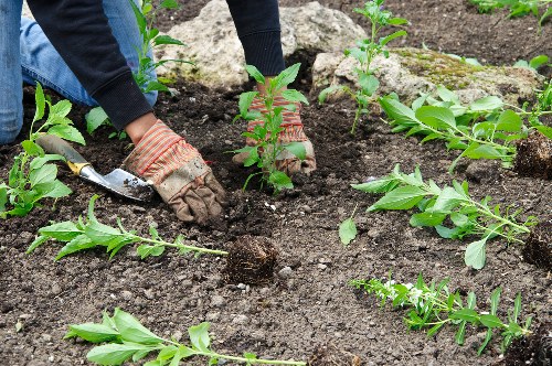 A person wearing gardening gloves is planting young shrubs into rich, dark soil in a landscaped garden area, with several other young plants already inserted around. The garden features well-prepared soil beds, bordered by natural stone edging, and contains a mix of leafy green plants and low-growing foliage. The background includes a section of the garden with additional landscaped beds, possibly close to a residential property in Tooting. Natural light and mild outdoor conditions suggest a typical day of planting work, supported by professional gardening services from Landscapers Tooting, who may undertake planting and landscape maintenance for local homes and businesses.