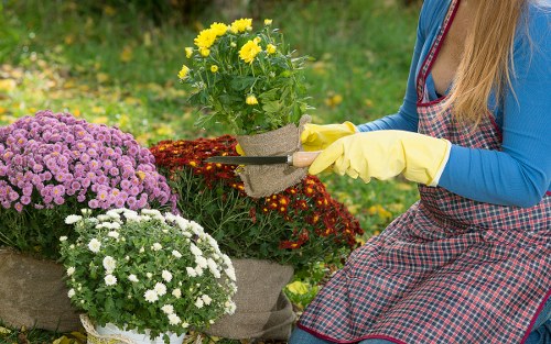 A person wearing a blue long-sleeve shirt, yellow gardening gloves, and a red and black checkered apron is tending to potted chrysanthemums in a lush garden setting. The garden features a variety of colorful flowering plants, including purple and white chrysanthemums, arranged in decorative containers placed on the lawn. The background shows a green grassy area with additional foliage, suggesting a well-maintained outdoor space typical of residential gardens in Tooting. The scene is illuminated by natural daylight, with no visible weather elements, highlighting the vibrant colors of the flowers and the healthy condition of the garden. This image reflects garden maintenance activities and outdoor horticultural effort, which are core aspects of professional gardening and landscaping services offered by Landscapers Tooting, aimed at enhancing outdoor spaces for local homeowners.