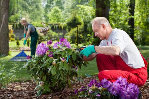 A mature man with light-colored hair, wearing a white shirt, red trousers, and teal gardening gloves, is kneeling on the ground and tending to a flowering shrub with large green leaves and vibrant purple blossoms in a well-maintained garden. The garden features a lush, green lawn bordered by flower beds with purple and pink flowers, and is surrounded by mature trees providing shade. In the background, another person is seen working near a garden bed, suggesting a collaborative outdoor maintenance activity. The scene appears to take place on a bright, partly cloudy day, with natural sunlight illuminating the varied textures of the soil, plants, and grass. The overall setting reflects a landscaped garden space typical of residential or community gardens in Tooting, and demonstrates ongoing gardening or landscaping services aimed at enhancing outdoor environments. The image emphasizes the care and attention involved in maintaining a healthy, attractive garden environment, aligning with professional gardening work offered by Landscapers Tooting.