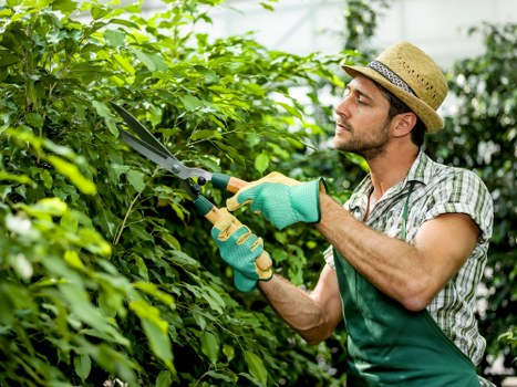 A man wearing a straw hat, green gardening gloves, and a checkered shirt is trimming dense, green hedge foliage with a pair of garden shears in an outdoor garden space. The hedge forms a natural boundary along a landscaped lawn area with well-maintained, lush grass and a few small flower beds nearby. Behind the hedge, there are taller trees and shrubs, indicating a mature, landscaped rear garden at a residential property in Tooting, London, with natural daylight and mild weather conditions. The scene reflects professional outdoor maintenance work, typical of gardening services offered by Landscapers Tooting, focused on garden tidying and hedge management, and showcases the orderly, thoughtfully arranged outdoor environment typical of local garden renovation projects.