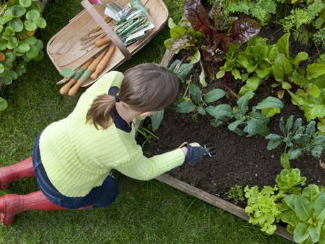 A person wearing a lime green sweater, dark trousers, and red boots is crouched down in a garden, tending to a raised flower bed filled with a variety of leafy green plants. The garden features a well-maintained grassy lawn surrounding the bed, which is bordered by weathered wooden planks. A wooden garden fork and a small hand rake rest on the edge of the bed, indicating active gardening work. The background shows additional lush greenery, including a dense hedge and several mature plants, creating a vibrant outdoor environment typical of a Tooting garden area. The scene appears to be outdoors on a bright day, with natural light illuminating the plants and the gardener’s focused activity, reflecting professional gardening and landscaping practices carried out by Landscapers Tooting. This detailed view emphasizes the bed’s healthy, green foliage and the neat, organized layout of the garden, suitable for garden renovation services in the Tooting area within SW17 postcode.