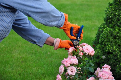 A gardener wearing a light grey long-sleeved shirt and bright orange gardening gloves is using pruning shears to trim a cluster of pink roses in a well-maintained residential garden. The foreground features a lush, vibrant green lawn with dense grass, while in the background, there is a neatly trimmed evergreen shrub situated next to a compact flower bed bordered by dark soil. The garden environment appears healthy and cared for, with natural light suggesting a clear, possibly sunny day. The scene underscores professional gardening activities that may be offered by Landscapers Tooting, highlighting their expertise in shrub trimming and garden maintenance within a typical outdoor space in Tooting, South London.