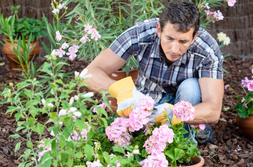 A man in casual clothing, including a plaid shirt and jeans, is actively gardening in a well-maintained outdoor space, kneeling down amongst lush flowering plants with pink and white blossoms. He is holding a small yellow trowel and appears to be carefully tending to the pink hydrangeas nearby. The garden features a rich, dark soil bed, with a variety of greenery including tall plants and smaller shrubs surrounding the flower beds. In the background, potted plants and a hedge create a structured garden layout, with wooden fencing partially visible. Natural daylight illuminates the scene, highlighting the vibrant colors and healthy foliage, indicative of ongoing garden care. This outdoor environment demonstrates typical features of a residential garden that could benefit from professional landscaping and lawn maintenance services, as offered by Landscapers Tooting, along with sustainable gardening practices emphasized on the 'Recycling and Sustainability' page on their website.