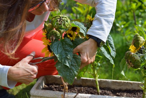 A close-up view of two gardening individuals examining a flowering plant in a rectangular garden planter, which contains soil and green foliage. The surrounding outdoor environment features lush green plants and a vibrant garden backdrop, indicating active outdoor maintenance in a residential or community garden setting. One person is wearing a white long-sleeve shirt and the other a coral-colored apron, both engaged in caring for the plant, with sunlight filtering through the greenery, highlighting the healthy leaves and bright yellow flowers. The scene emphasizes detailed plant inspection and gardening work, relevant to lawn care and outdoor garden management services provided by Landscapers Tooting in the local Tooting area, South London.